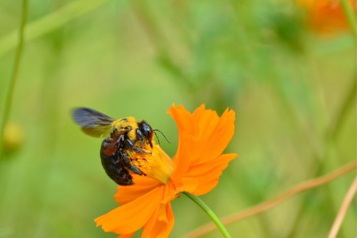 Carpenter bee